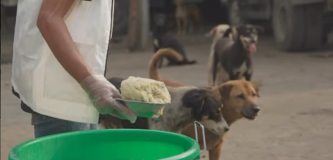 Dog Feeding Program