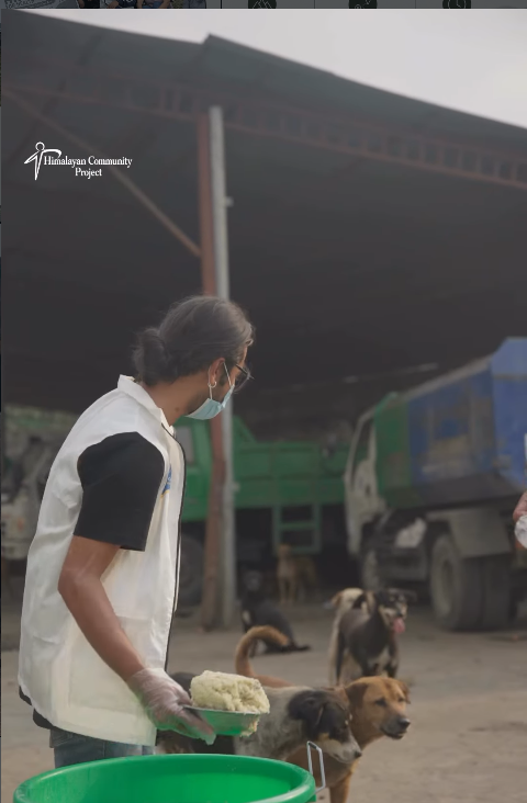 Dog Feeding Program